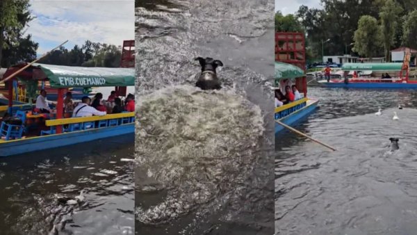 Chabelo, el perro intrépido que protagonizó aventura en Xochimilco