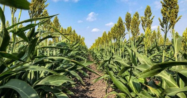 Pénjamo es el mayor productor de sorgo en Guanajuato con más 8 mil hectáreas 