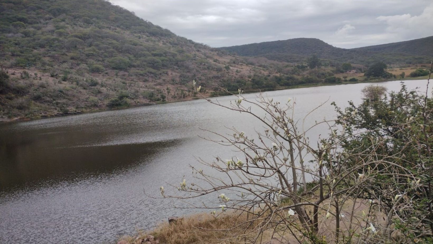 Sequía en presas de El Huaricho y San José de Mendoza afecta pastoreo en Salamanca