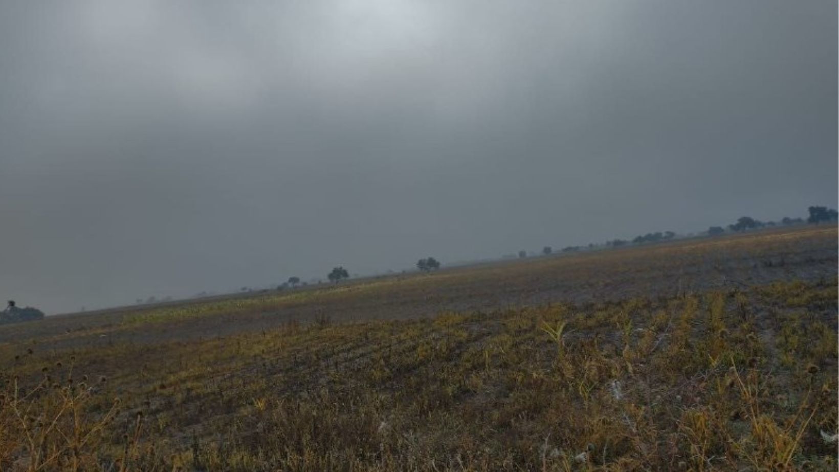 Segalmex incumple en Romita, agricultores sufren pérdidas por falta de Centro de acopio