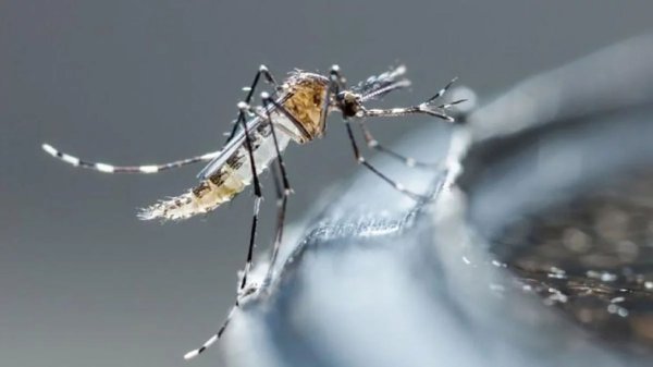 Expertos aseguran que la próxima pandemia podría ser de dengue