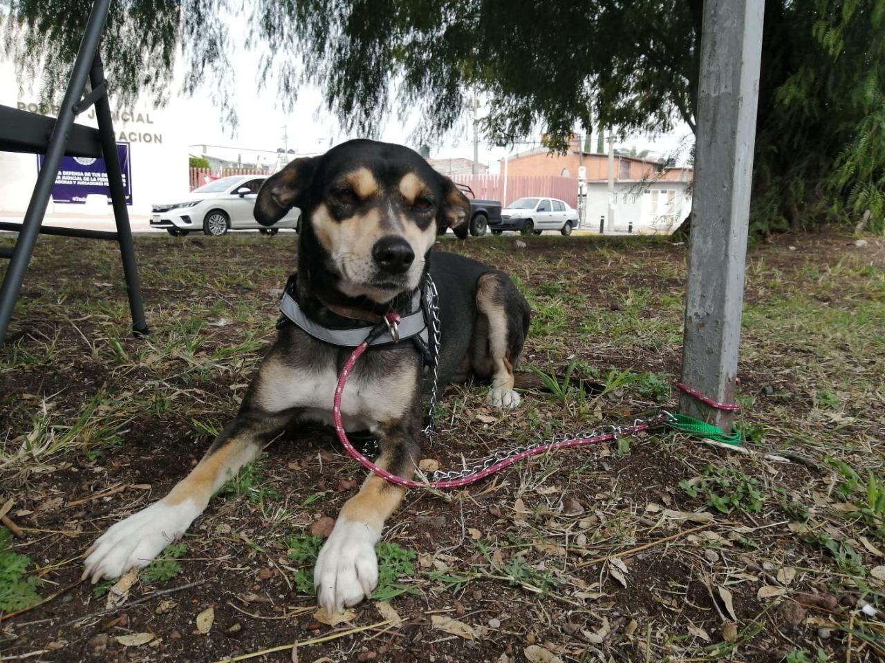 Animalistas ganan amparo para evitar sacrificios de perros en Celaya; llaman a la adopción 