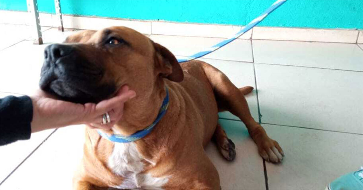 Canelo, perrito héroe herido en un asalto, busca una familia; continúa en recuperación 