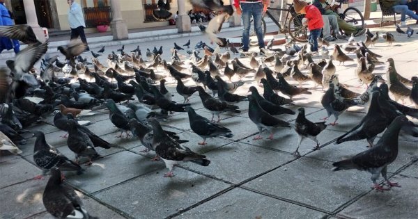 ¿Se están robando las palomas del centro de Salamanca? Ciudadanos acusan a dos hombres 