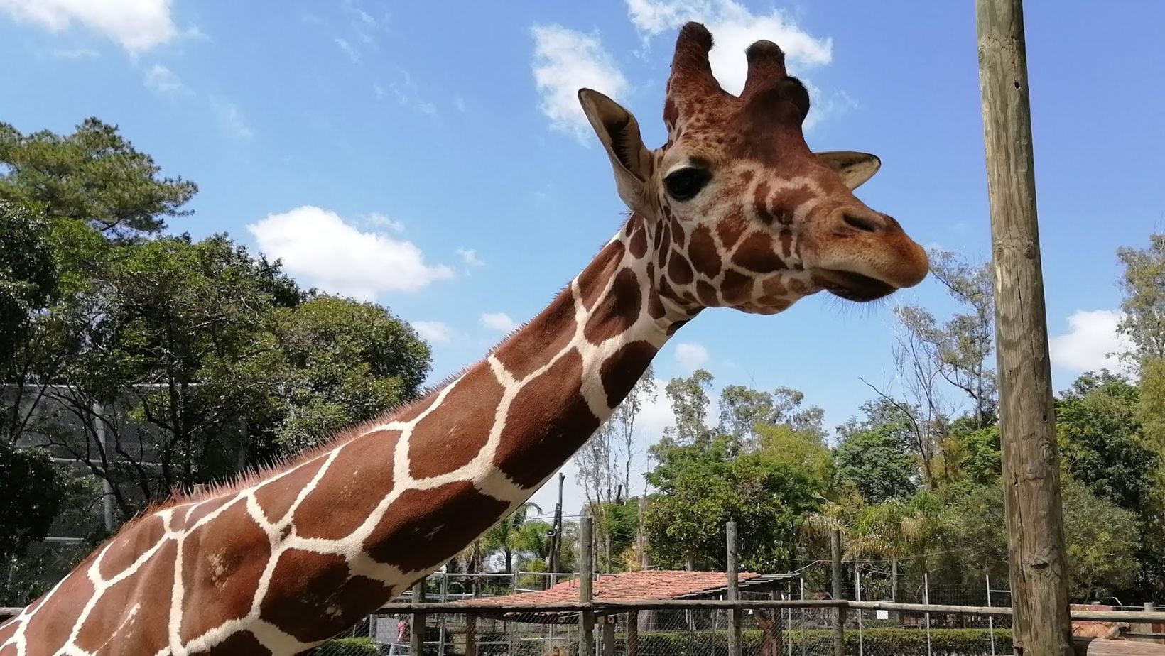 ¿Qué podemos esperar en la renovación del Zoológico de Irapuato? Detalles aquí