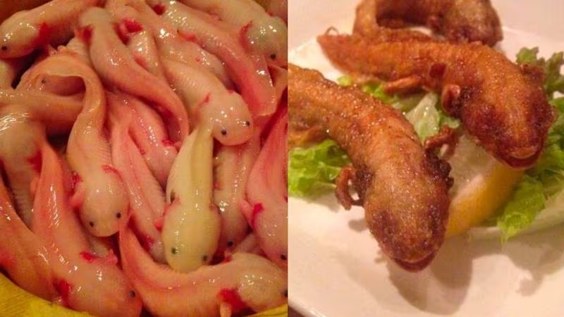 Restaurante en Japón vende ajolotes fritos, ¿se los comen?