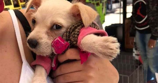 ¿Cuándo inicia la colocación de chips a perros y gatos en Celaya? Anota esta fecha 