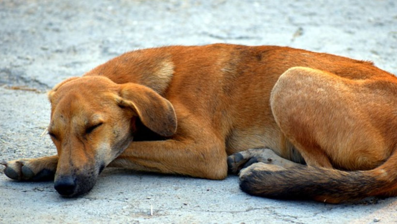 Enfrenta adopción animal desafíos para disminuir abandono de mascotas en Guanajuato