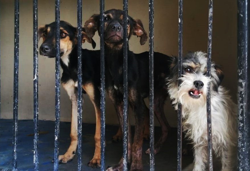 Aprueban reformas a su Reglamento de Control Animal para prohibir sacrificio de perros en Celaya