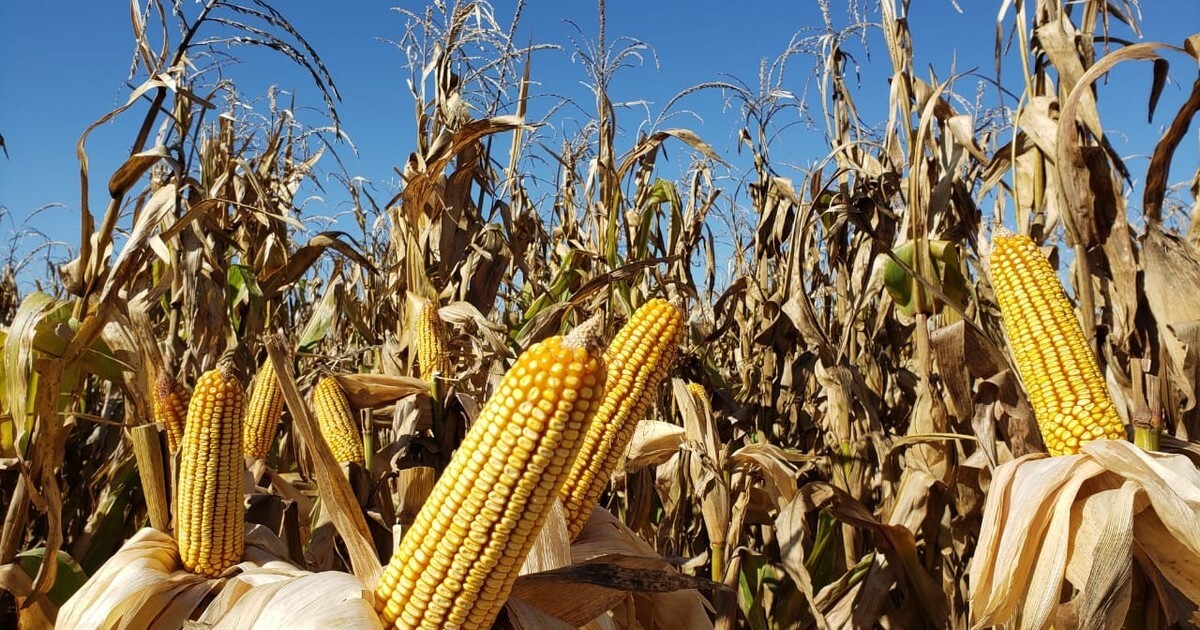 Detectan contaminación en suelo de Abasolo por pesticidas y hasta por huachicol