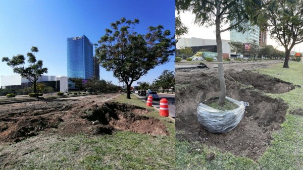 Retiran más de 60 árboles en León por construcción en libramiento Morelos