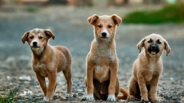 Centro de Control Animal en Guanajuato tendrá veterinario gratis desde 2024 