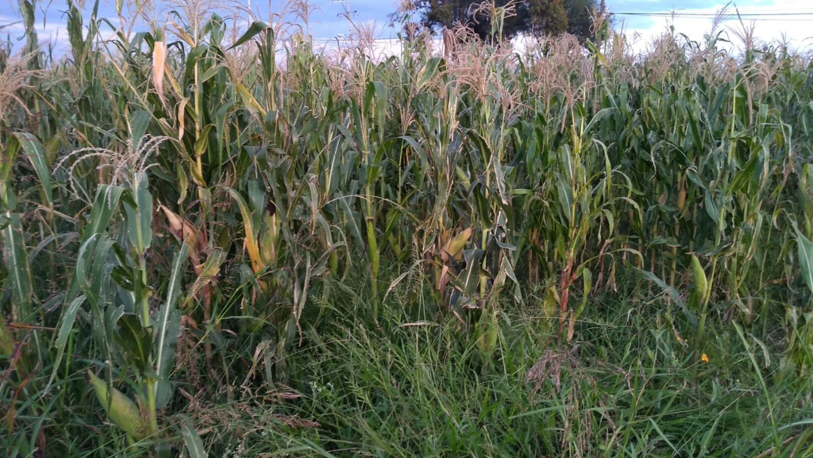 Agricultores de Irapuato se enfrentan a sequía y ausencia de apoyos gubernamentales