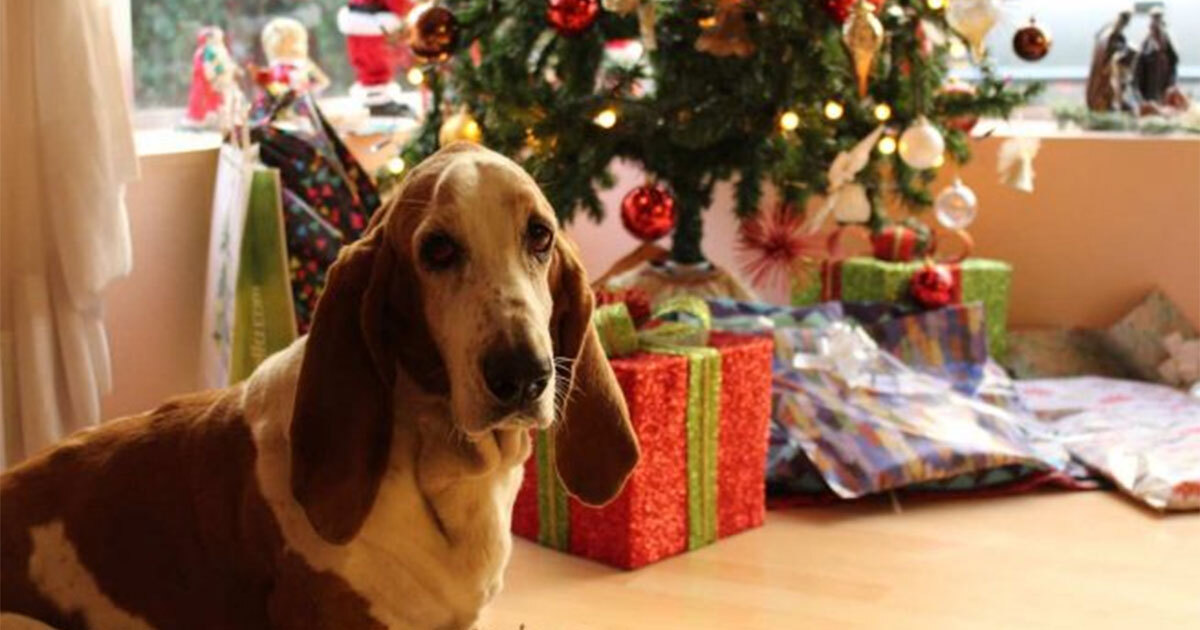 Animalistas de Salamanca piden no regalar mascotas para el Día de los Reyes Magos 