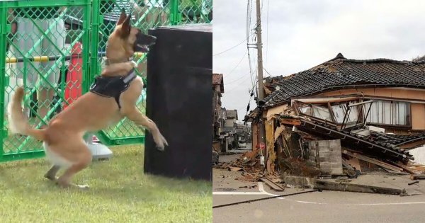 Ella es Jennifer, la perrita rescatista que ha salvado vidas tras terremoto en Japón