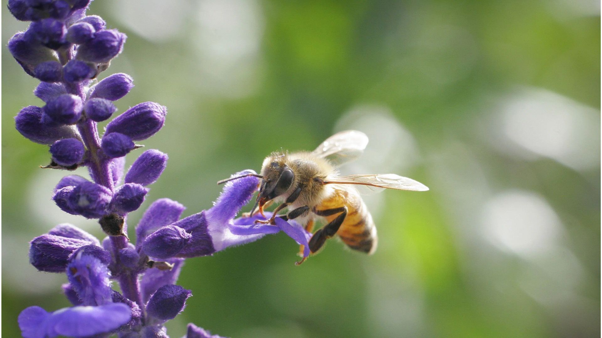 Sin flores no hay abejas; SDAyR entrega fructuosa para sobrellevar escasez de miel en Guanajuato