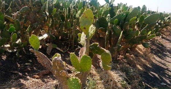 Heladas en Salamanca bajan producción de nopal en Valtierrilla  