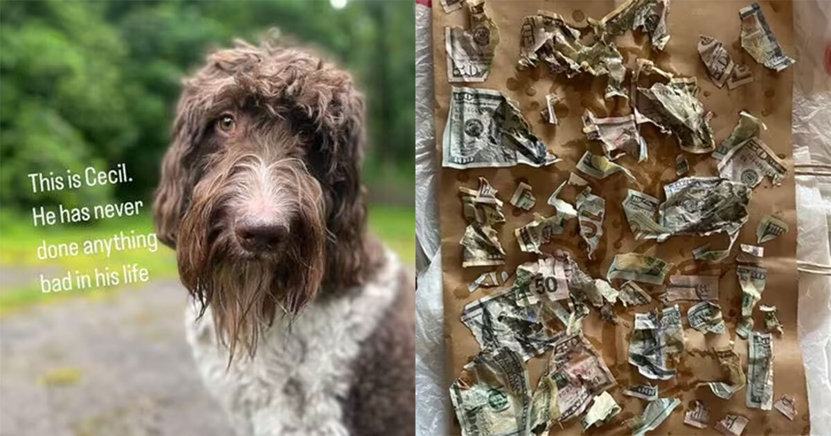 Viral: perro se come más de 67 mil pesos; así lograron recuperar el dinero