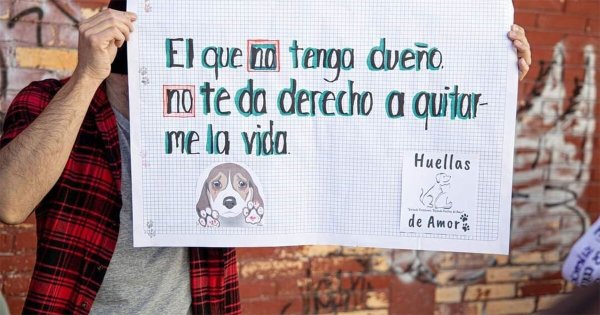 Investigan envenenamiento masivo de perros en San Felipe; revisarán cámaras de seguridad 