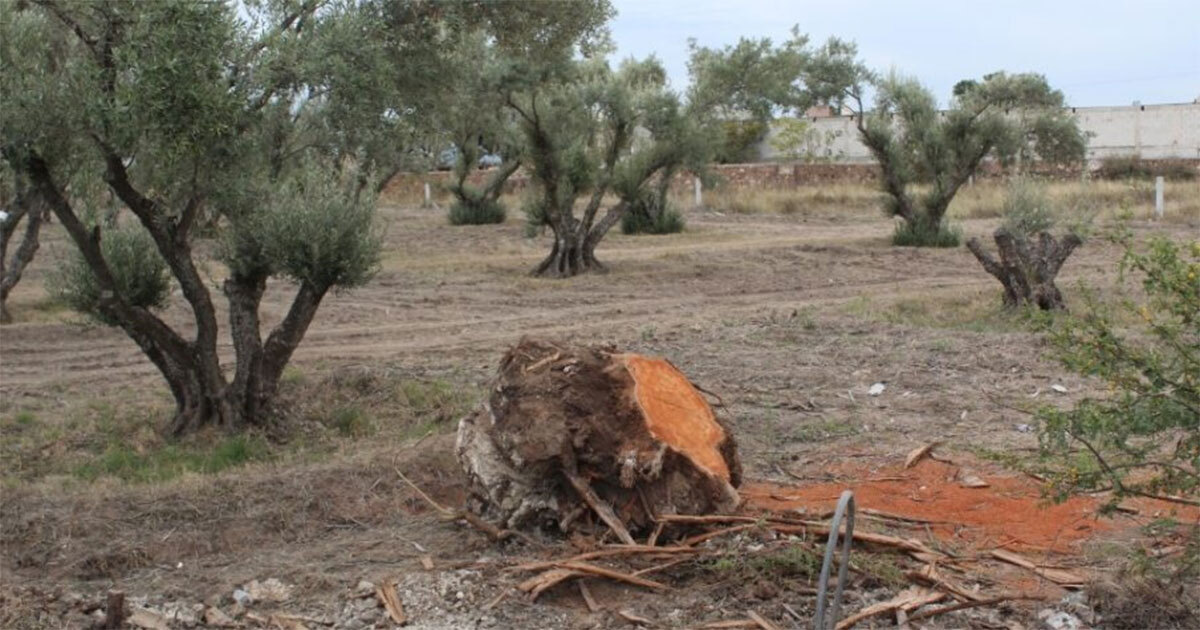 Talan más de una decena de árboles de eucalipto en Silao; advierten multa 