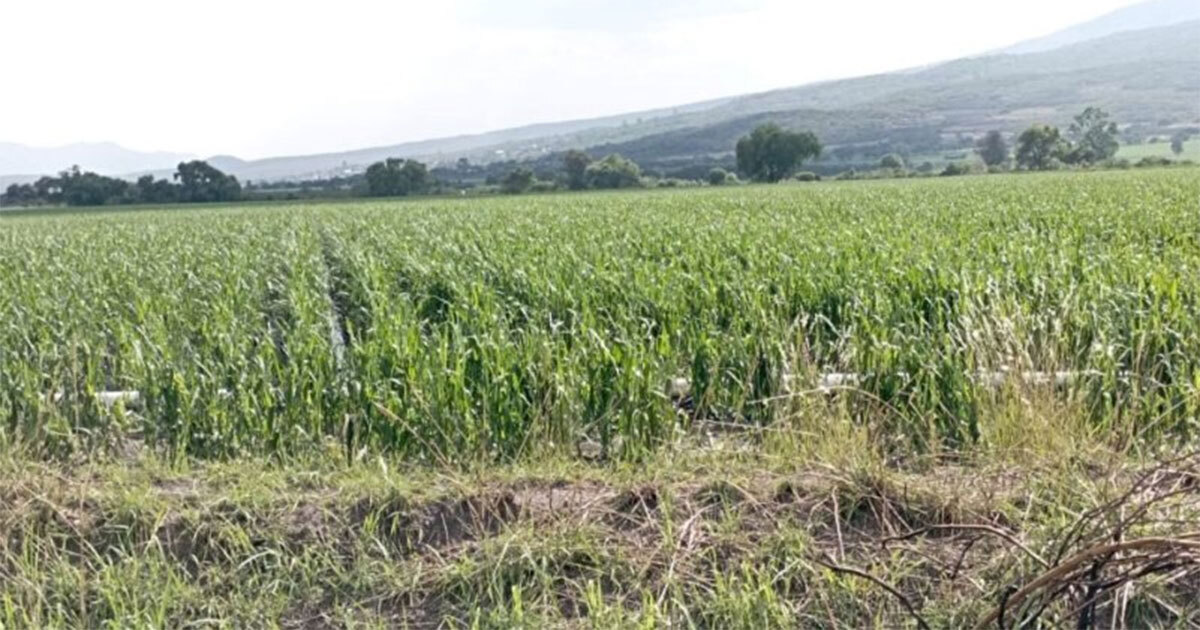 Cosechas en Irapuato arrancarán con atraso ante falta de agua 