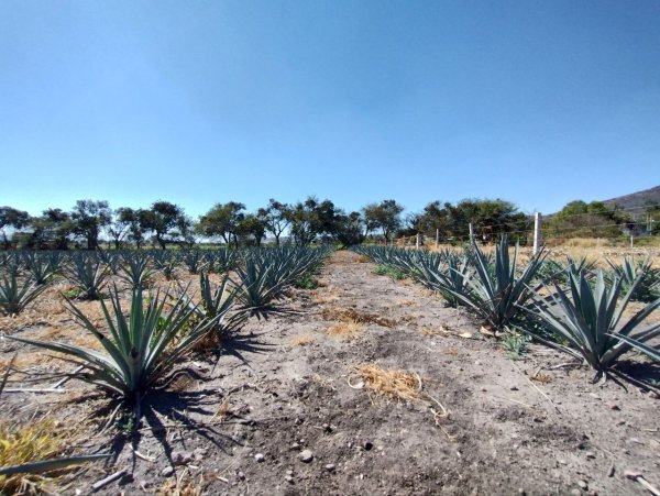 Exigen poner un alto a desmontes para sembrar agave en Purísima del Rincón