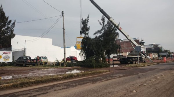 Denuncian tala de árboles en la avenida Independencia de Irapuato por obras públicas 