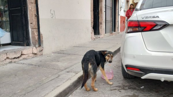 Ante envenenamiento de perros, analizan crear albergue para ‘peludos’ en San Felipe 