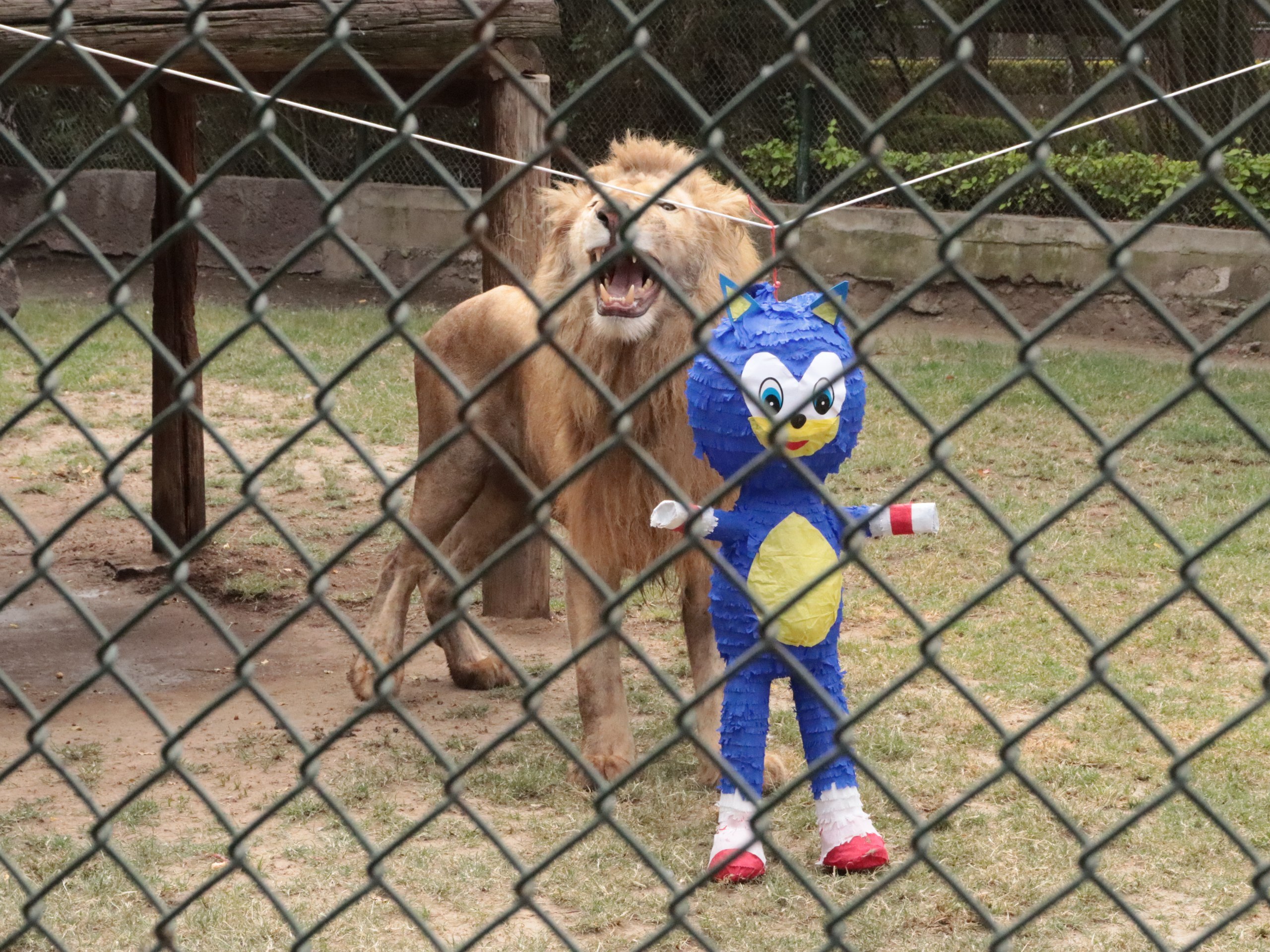 Con piñata y globos, Akin, el león blanco del Zoológico de Irapuato, disfruta su fiesta de cumpleaños 