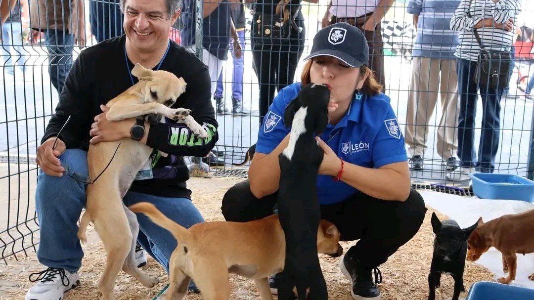 ¿Quieres adoptar un perro o un gato? En la Feria de León podrás hacerlo