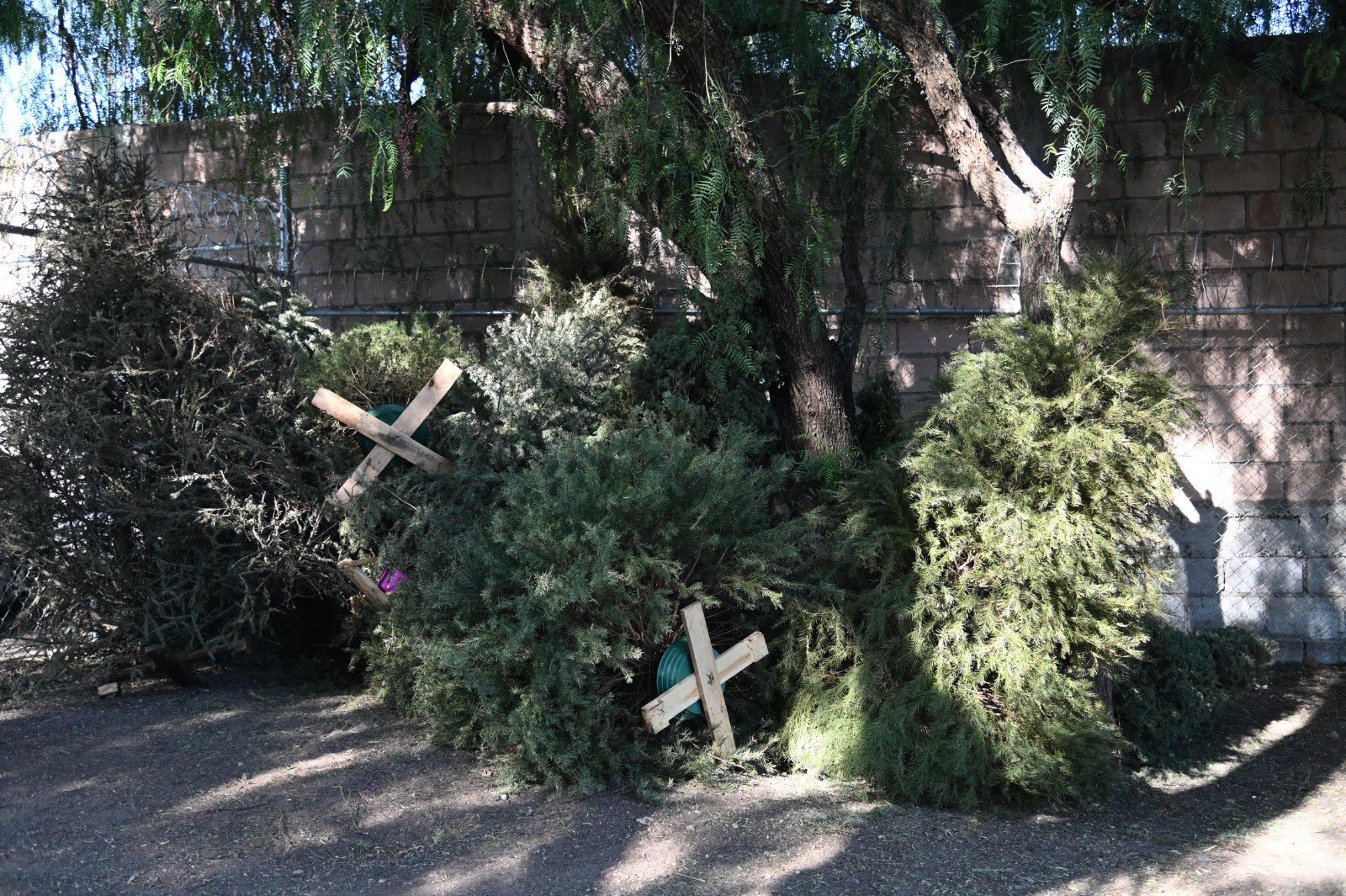 ¿Quieres reciclar tu arbolito de Navidad natural? Puedes llevarlo a estas zonas en Irapuato 