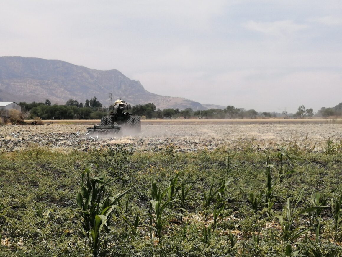 Guanajuato será el campo para sembrar semillas italianas y exportar a Estados Unidos y Canadá  