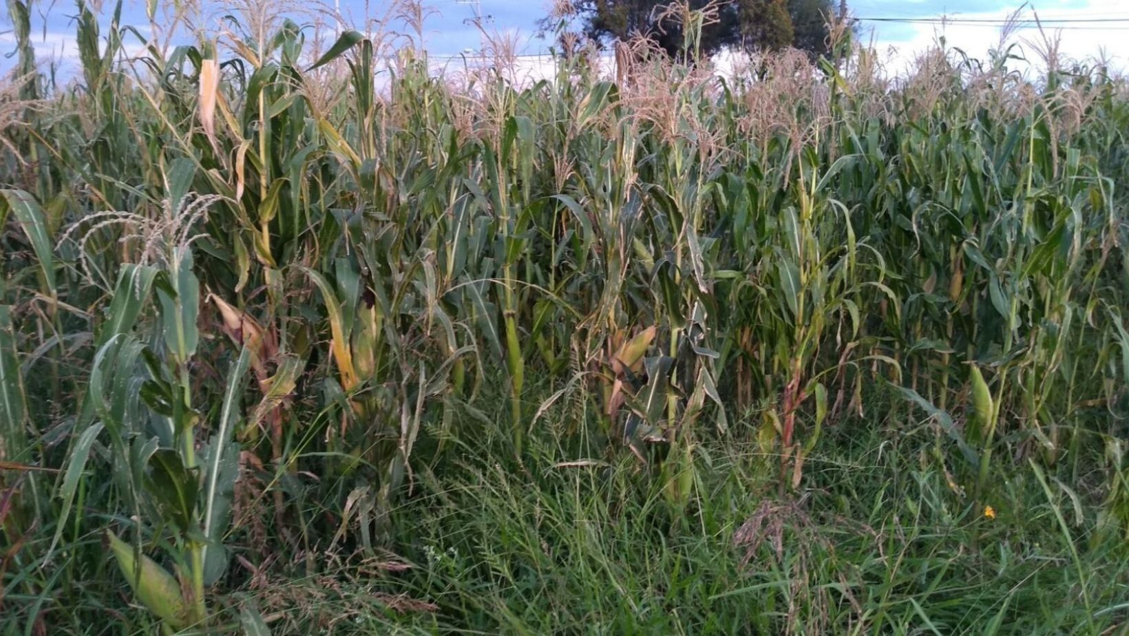 ¿Cómo se enfrentan agricultores de Irapuato a pérdidas económicas tras la sequía del 2023?