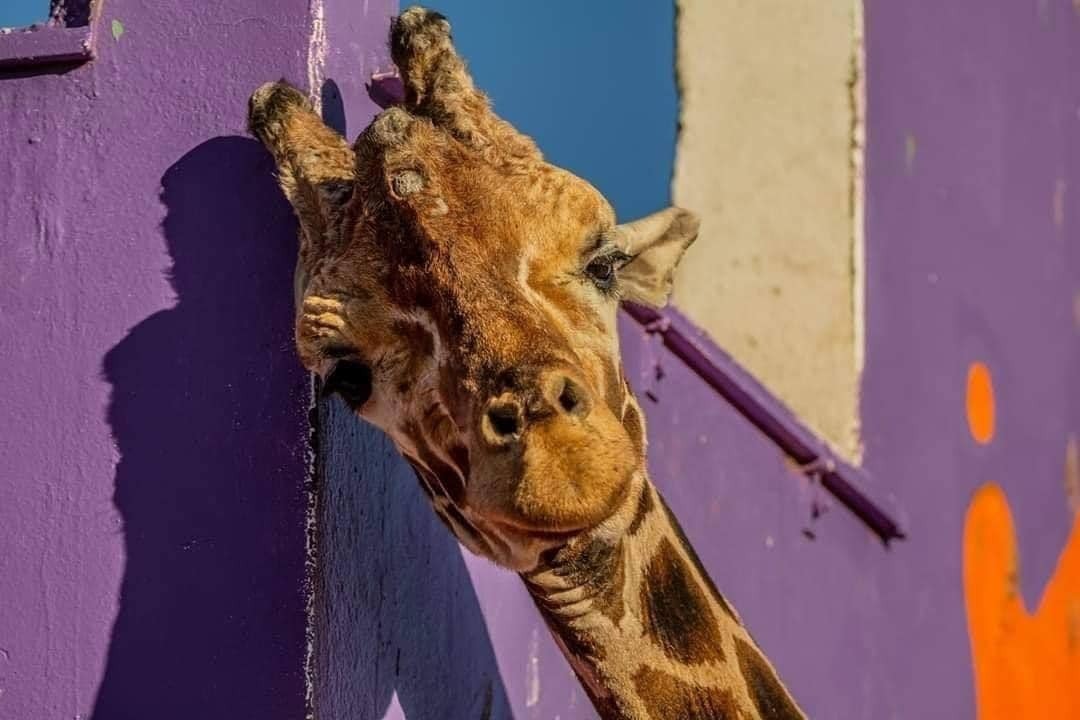 ¡Ya casi en casa!: comienza el traslado de Benito a Africam Safari 