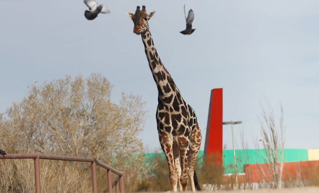 ¡Bienvenido Benito! La jirafa llega a su nuevo hogar en Africam Safari tras 30 horas de viaje