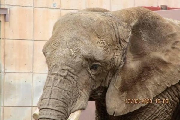 Después del rescate de Benito piden salvar a la elefanta Ely del zoológico de Aragón 