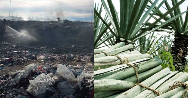 Incendios a relleno sanitario y desmontaje de agave dañan medio ambiente en Purísima del Rincón