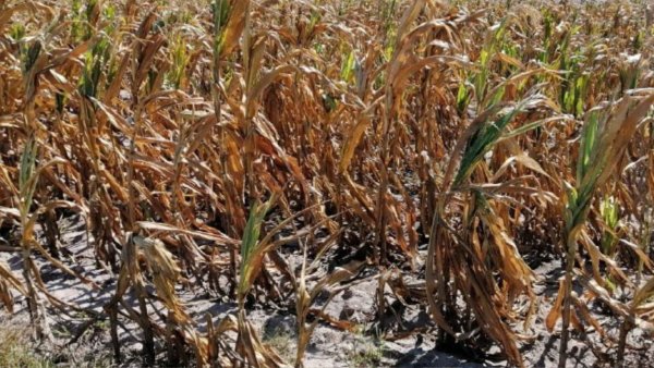 Salamanca enfrenta crisis económica por escasez de lluvia en los campos