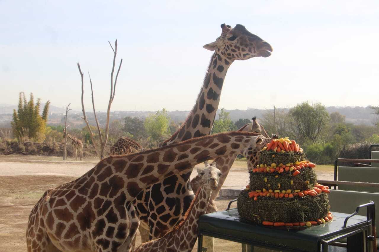 Benito se reúne por fin con las Jirafas de Africam Safari 