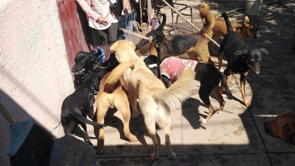 Rescatista de mascotas en Acámbaro lucha contra maltrato animal a través de esterilización