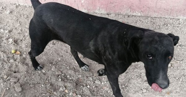 Alarma envenenamiento de perros en Acámbaro; municipio llama a la esteriización 