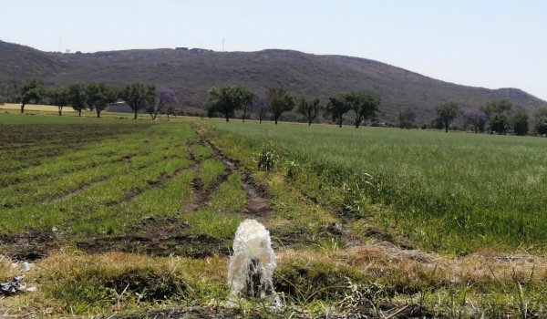 Campesinos de Guanajuato retrasan siembra de maíz y sorgo ante falta de agua