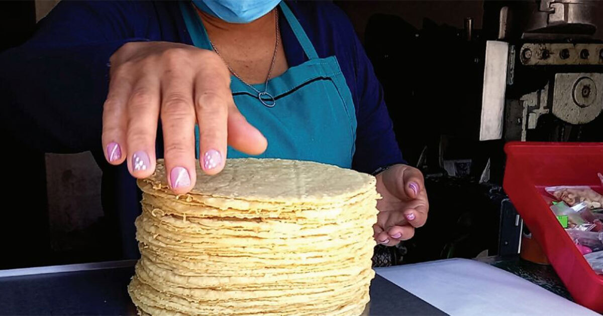 ¿Subirá el precio de las tortillas en Guanajuato? Preocupa escasez de maíz por sequía