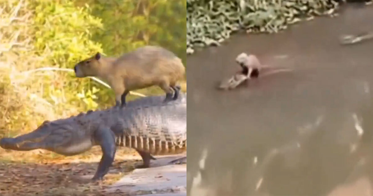 Video Viral: ¿Amigos? Capibara y cocodrilo sorprenden viajando juntos a todas partes