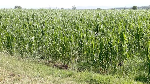 Salamanca rechaza convenio de seguro catastrófico para el campo de la SDAyR