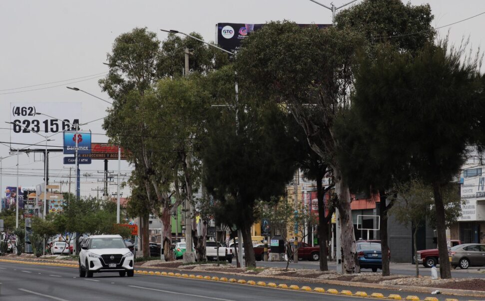 Quitarán más de 100 árboles por obras de la Avenida Tecnológico en Celaya 