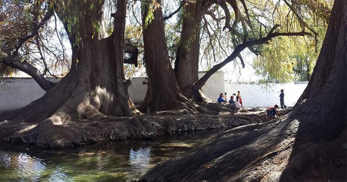 Comunidades de Jerécuaro se quedan sin ‘una gota’ ante sequía de sus manantiales 