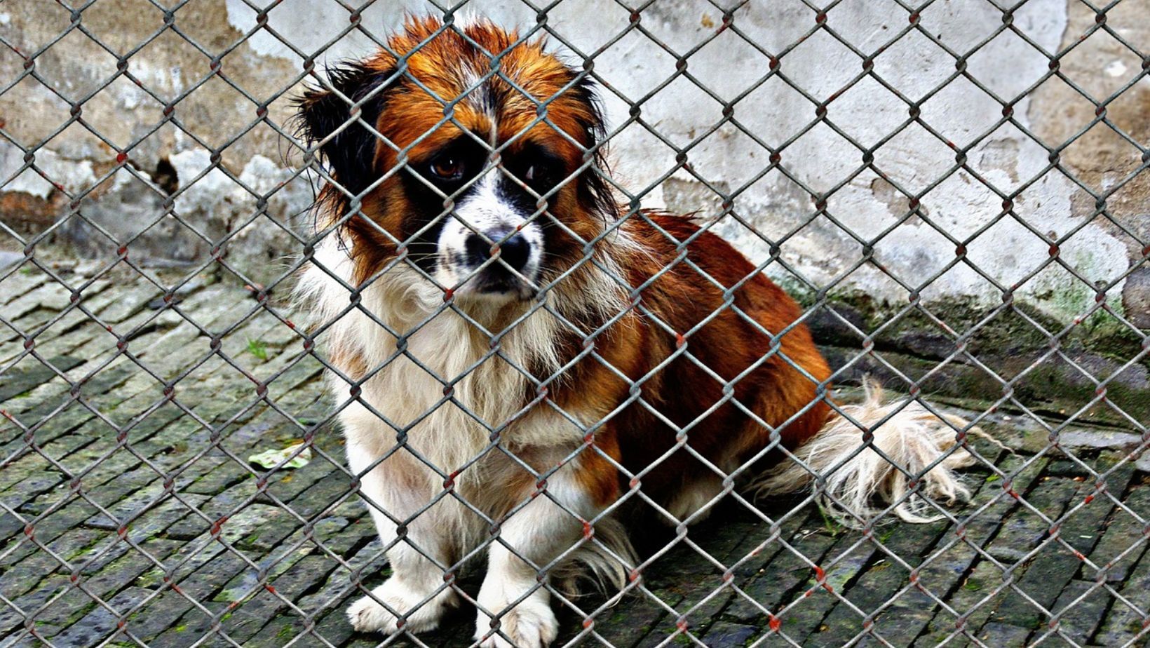 Tras envenenamientos, crean consejo de protección animal en San Felipe