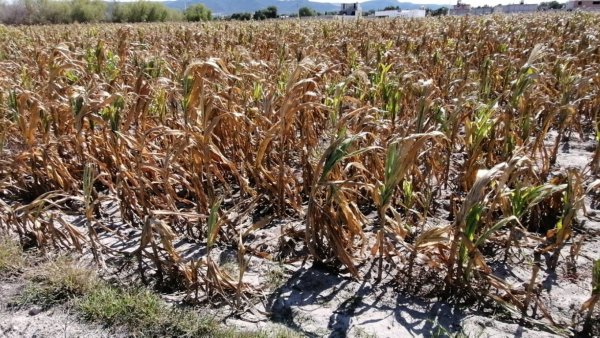 Ante sequía, urgen garantizar apoyos gubernamentales para el campo en Guanajuato