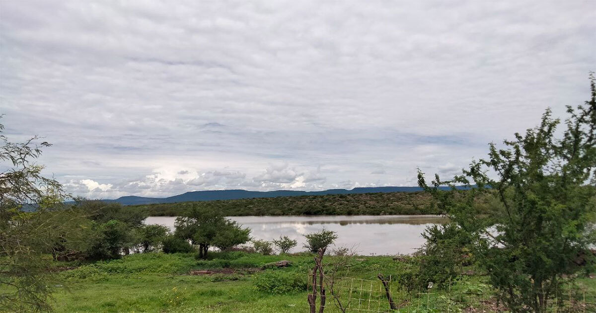 Se secan las presas Barrial y del Reparo en San Francisco del Rincón; tienen nivel de agua mínimo 